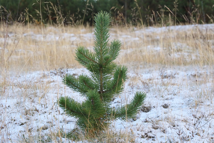 Lítil stafafura sem gæti orðið fallegt jólatré eftir fáein ár. Ljósmynd: Pétur Halldórsson Lítil stafafura sem gæti orðið fallegt jólatré eftir fáein ár.