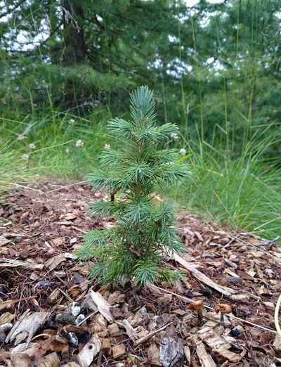 Blágreni á öðru ári frá gróðursetningu undir skermi í nýgrisjuðum lerkiskógi. Mynd: Pétur Halldórsson