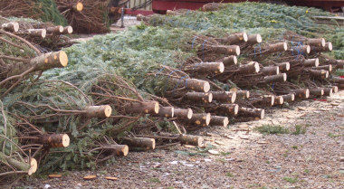 Dæmi um jólatré með vel hreinsaðan legg tilbúin til að klæðast í net og senda eða selja. Mynd: Else Møller.
