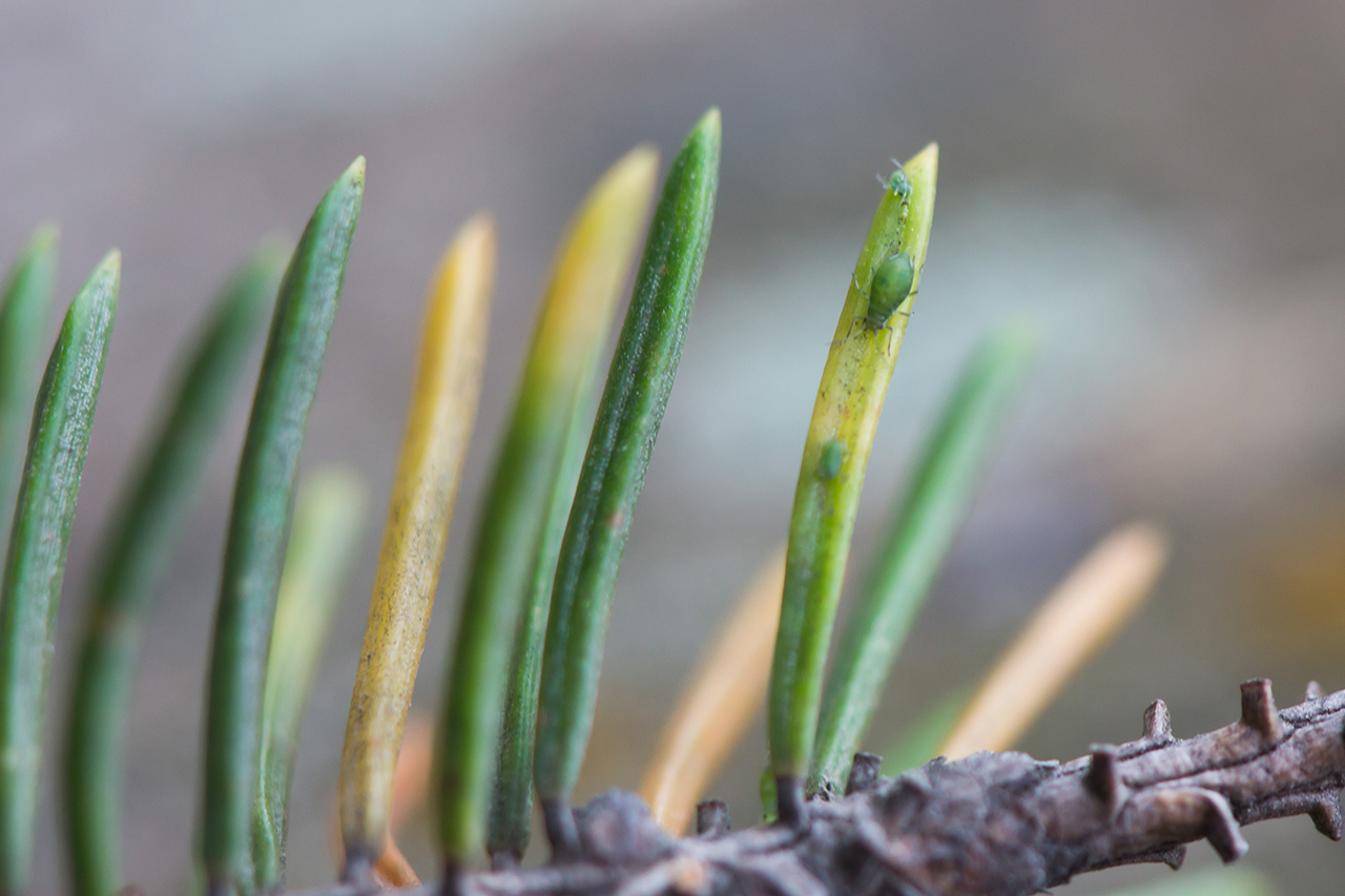 Sitkalús og skemmdir eftir hana. Ljósmynd: Edda S. Oddsdóttir Sitkalús og skemmdir eftir hana. Ljósmynd: Edda S. Oddsdóttir