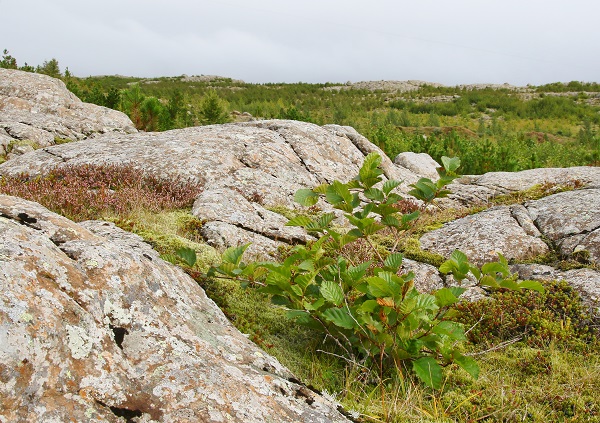 Sitkaelri í forgrunni og í baksýn uppvaxandi skógur