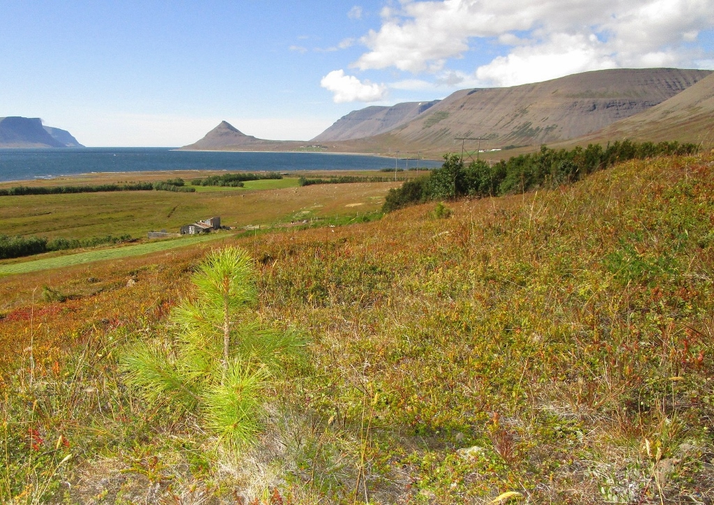 Séð frá bænum Höfða í Dýrafirði út  Dýrafjörð með Mýrafell fyrir miðju.   Vöxtuleg skjólbelti bændanna Sighvats  Jóns Þórarinssonar og Kristínar Álfheiðar  Arnórsdóttur sjást á túnum. Þarna er  samningur um 327 hektara haga­ og   landgræðsluskóg frá árinu 2000.   Fullplantað er í svæðið, alls 202.500   plöntum. Megin  tegundir eru björk 43%,  greni 25% og lerki 11%. Auk þess er tals­ vert af elri í landinu og ósköpin öll af  alaskalúpínu sem gerir sitt til að græða  upp landið og búa það til skógræktar.  Á Höfða er stundaður kúa  búskapur og  nú er takmörkuð beit stórgripa hafin á  afmörkuðum svæðum í haga  skóginum.