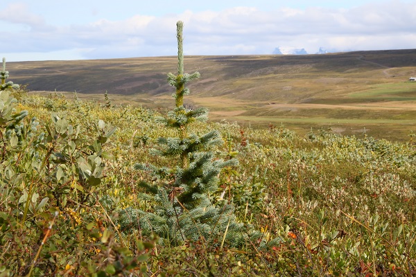 Séð til Dyrfjalla út Jökuldal með efnilegt lítið grenitré í forgrunni. Ljósmynd: Pétur Halldórsson