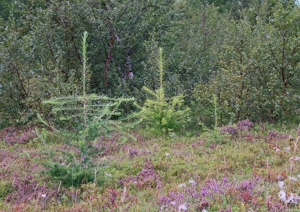 Fallegur 'Hrymur' í skóginum á Miðhúsum á Fljótsdalshéraði. Mynd: Pétur Halldórsson