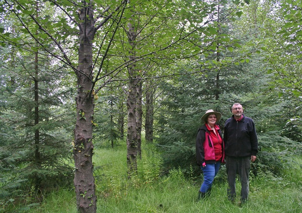 Skógarbændurnir  Sólveig Pálsdóttir og Jón Þorbergsson í  blandskógi af ösp og greni frá því upp  úr aldamótum. Mynd: Ívar Páll Bjartmarsson