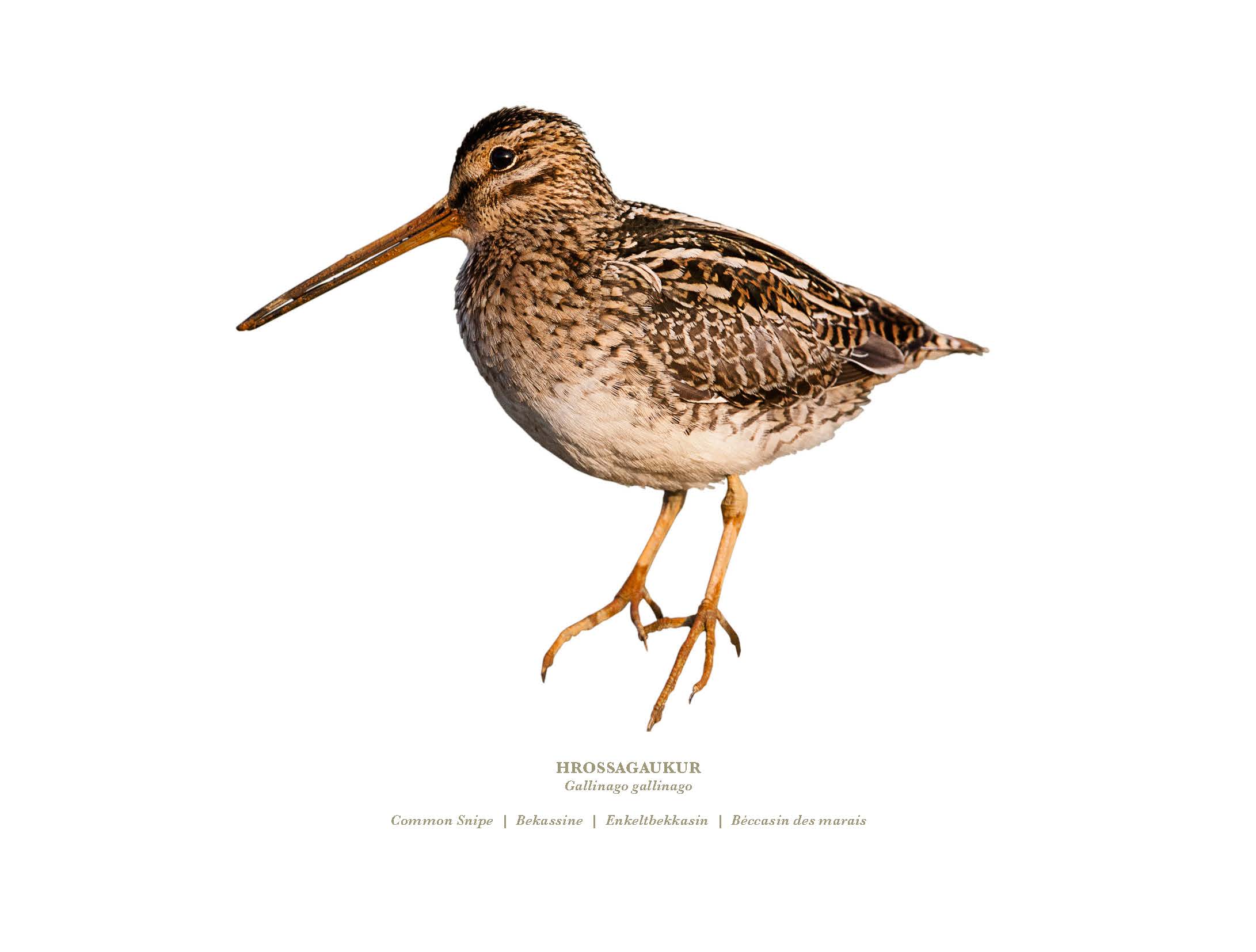 Dagatal Skógræktarinnar 2019 er helgað íslenskum skógarfuglum