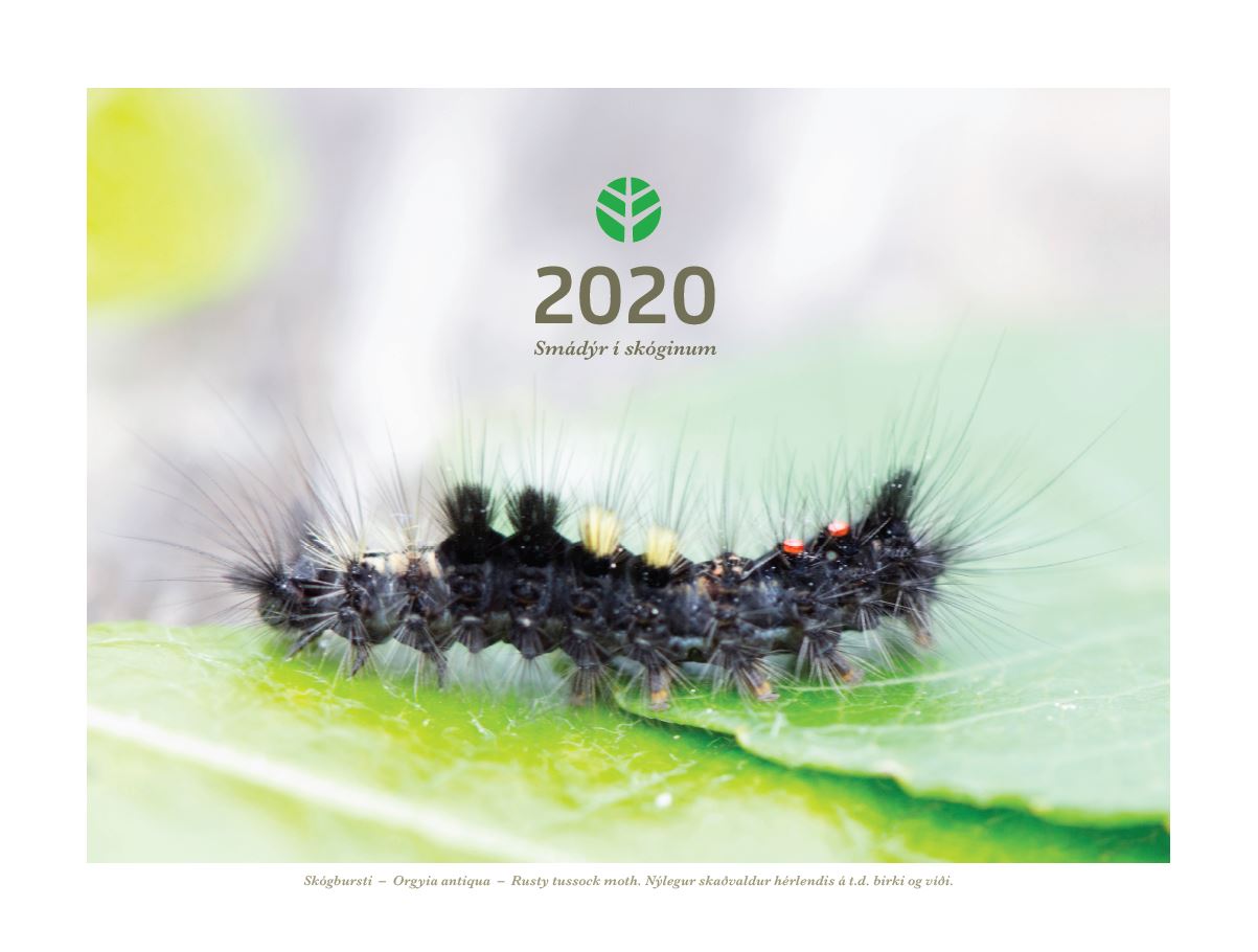 Skógbursti er á forsíðu dagatals Skógræktarinnar 2020 Skógbursti er á forsíðu dagatals Skógræktarinnar 2020