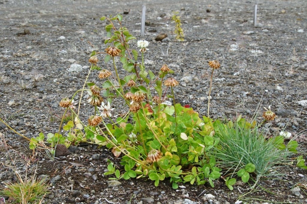 Þessi birkiplanta fær tvenns konar aðstoð til að róta sig í berum sandi, moltu og hvítsmára. Ýmis ráð eru til að græða upp örfoka land og klæða það skógi. Mynd: Pétur Halldórsson.