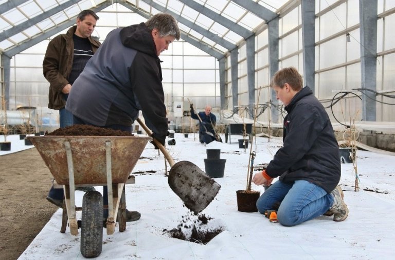 Unnið að gróðursetningu ágræddra lerkiplantna í Fræhúsinu á Vöglum í nóvember 2016. Húsið verður nú fyllt af evrópulerki og rússalerki til að auka framleiðslu á Hrymsfræi. Á myndinni eru frá vinstri: Brynjar Skúlason, Þuríður Davíðsdóttir, Valgeir Davíðsson og Valgerður Jónsdóttir. Unnið að gróðursetningu ágræddra lerkiplantna í Fræhúsinu á Vöglum í nóvember 2016. Húsið verður nú fyllt af evrópulerki og rússalerki til að auka framleiðslu á Hrymsfræi. Á myndinni eru frá vinstri: Brynjar Skúlason, Þuríður Davíðsdóttir, Valgeir Davíðsson og Valgerður Jónsdóttir.