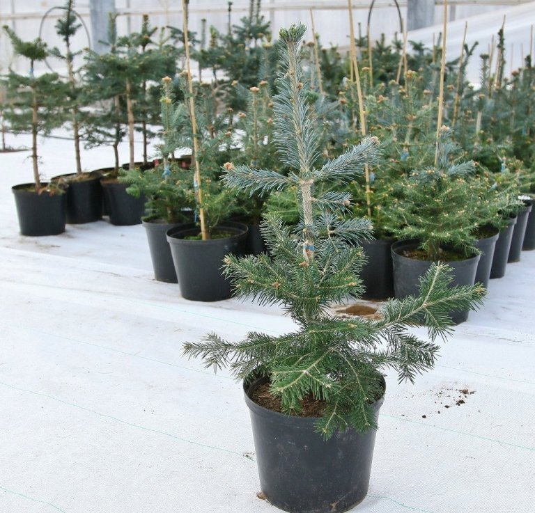 Ágræddar fjallaþinplöntur sem verið er að rækta upp á Vöglum í væntanlegan frægarð fyrir jólatrjáaframleiðslu. Ágræddir voru sprotar af úrvalstrjám af bæði grænum og bláleitum kvæmum. Ágræddar fjallaþinplöntur sem verið er að rækta upp á Vöglum í væntanlegan frægarð fyrir jólatrjáaframleiðslu. Ágræddir voru sprotar af úrvalstrjám af bæði grænum og bláleitum kvæmum.