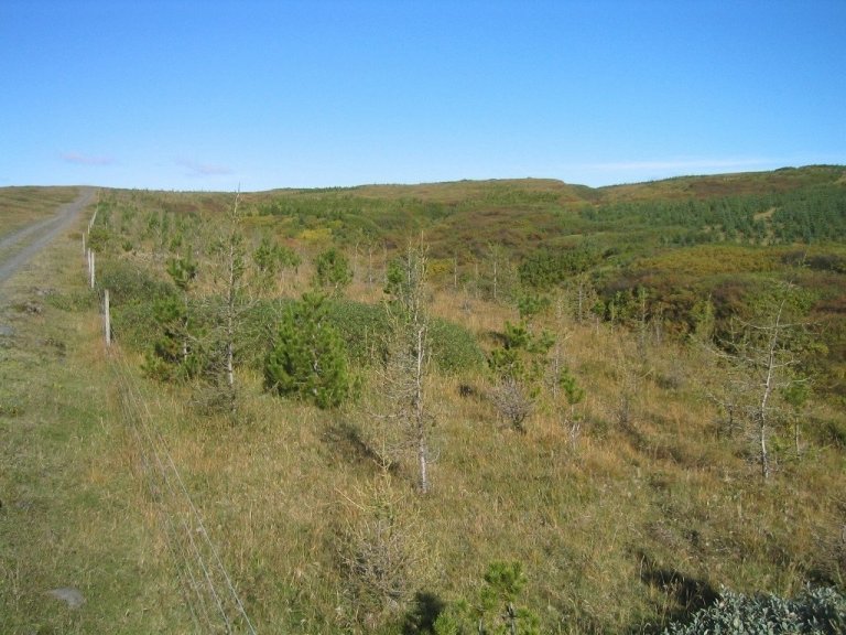 Skógræktarsvæðið í Giljalandi er rúmir 100 hektarar og helstu strjátegundirnar eru sitkagreni og stafafura. Sitkagrenið dafnar best og á eftir að gefa mestu afurðirnar. Mynd: Valgerður Erlingsdóttir.
