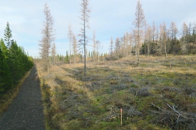 Danskir skógræktarnemar sem dvöldu á Hallormsstað í þrjár vikur fengu reynslu af fjölbreytilegum verkefnum og gróðursettu t.d. í þennan skógarreit þar sem lerki var gjörfellt í fyrra.