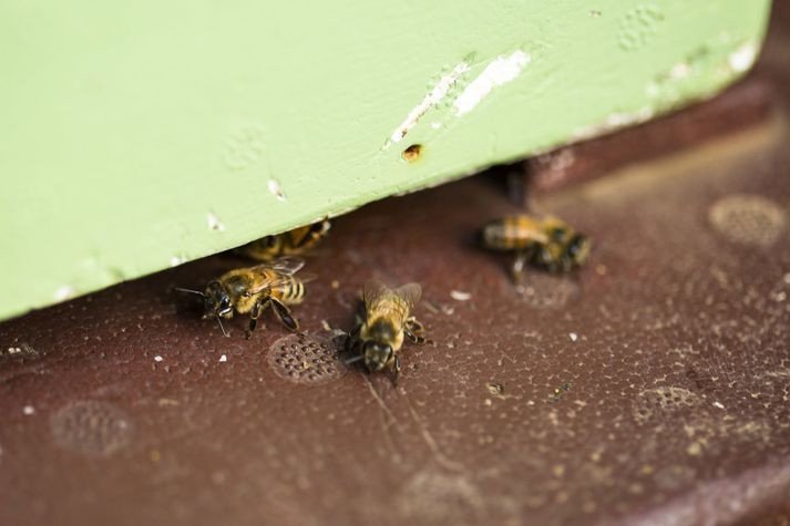 Býflugurnar skapa verðmæti á Rauðsgili.