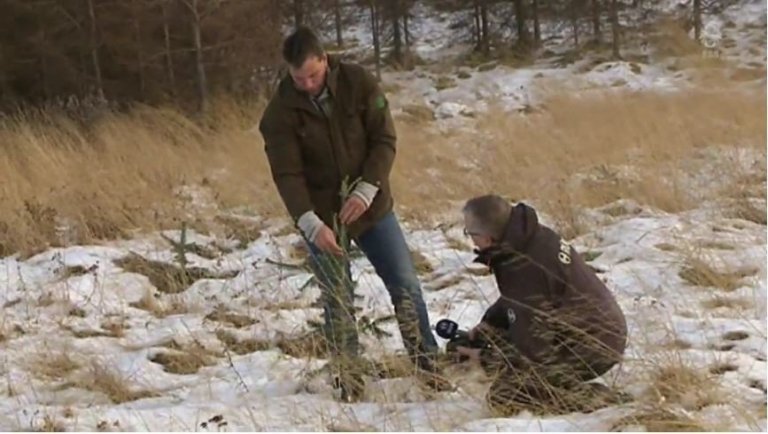 Brynjar Skúlason skógerfðafræðingur og Ágúst Ólafsson fréttamaður skoða þinina í frægarðinum á Vöglum á Þelamörk í Hörgárdal.