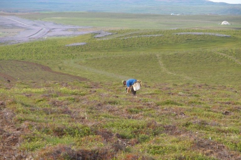 Hér sést jarðvinnslan sem auðveldar mjög gróðursetninguna. Ekki þarf annað en hugsa um bilið milli plantna og gróðursetja í rendurnar eftir herfið.