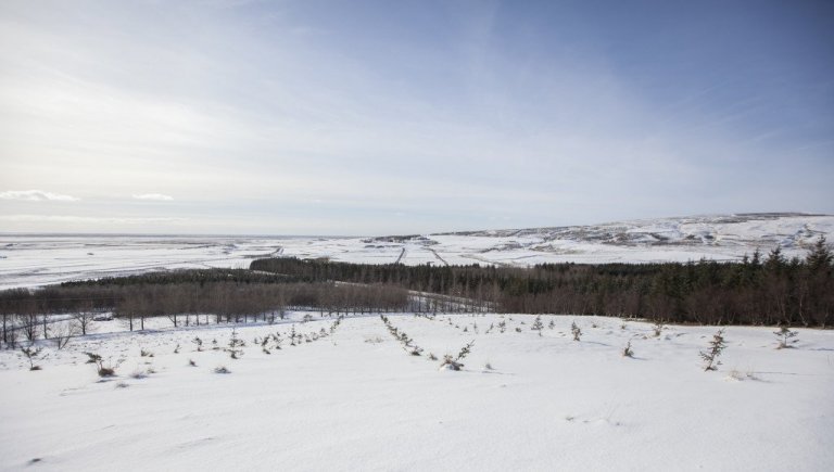 Þessi mynd var tekin snemma í mars í sitkagrenifrægarðinum á Tumastöðum í Fljótshlíð. Tumastaðir og Vaglir verða miðstöðvar endurnýjunarefnis hjá Skógræktinni. Myndina tók Hrafn Óskarsson Þessi mynd var tekin snemma í mars í sitkagrenifrægarðinum á Tumastöðum í Fljótshlíð. Tumastaðir og Vaglir verða miðstöðvar endurnýjunarefnis hjá Skógræktinni. Myndina tók Hrafn Óskarsson