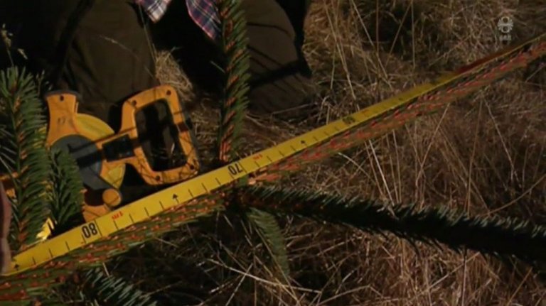 Lárus sýnir 70 cm langan ársprota á ungu sitkagrenitré.