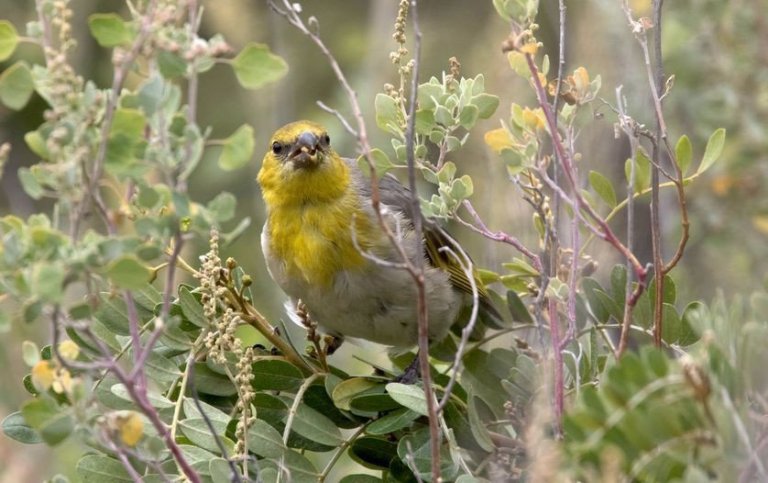 Fuglinn palila sem þrífst á Havaí er í bráðri útrýmingarhættu. Kjörlendi hans eru þurrlendisskógar á „Stórueyju“. Mynd: HarmonyonPlanetEarth/Flickr.