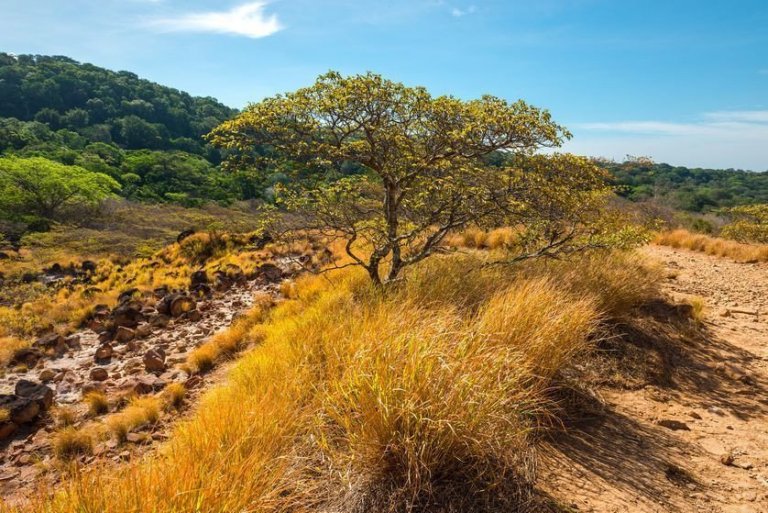 Guanacaste-tréð, Enterolobium cyclocarpum, sem vex m.a. á Kostaríka, er aðlagað þurrlendi. Mynd: SL-Photography/Shutterstock..
