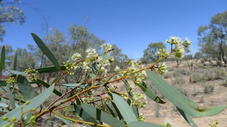 Þessi ástralska gúmviðartegund, Eucalyptus largiflorens, vex m.a. í Kinchega-þjóðgarðinum í Ástralíu. Mynd: John Tann/Wikimedia Commons..