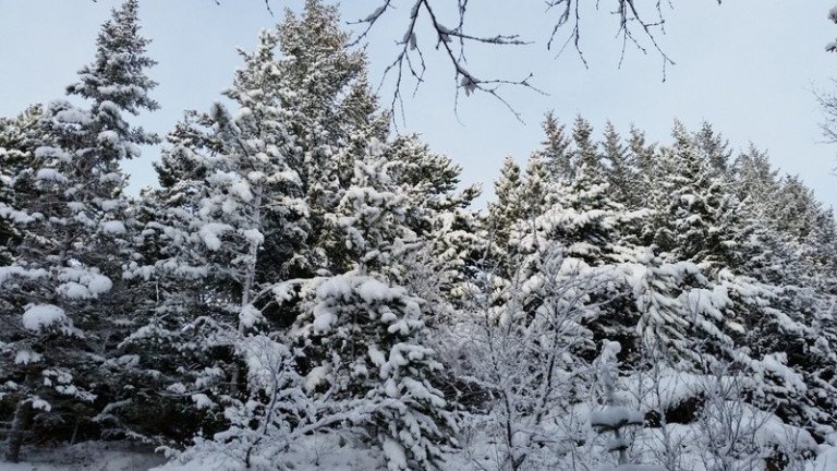 Eitthvað er um að tré hafi brotnað eða rótfallið í roki á síðustu árum aðallega sunnan megin í reitnum, enda stendur reiturinn áveðurs fyrir flestum áttum nema vestanátt. Er ljóst að tré munu halda áfram að falla í reitnum t.d. ofan til í honum þar sem jarðvegur er grunnur.