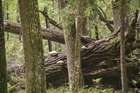 Einkenni frumskógar þar sem mannskepnan hreyfir ekki við neinu eru fallnir trjábolir innan um lifandi tré á ýmsum aldri. Hringrásir náttúrunnar að verki.