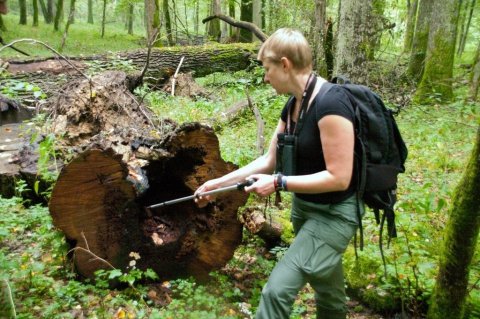 Ewa, leiðsögumaður Íslendinganna í Białowieża-skóginum, sýnir hér tré sem hefur brunnið, líklega eftir eldingu,<br />
en samt haldið áfram að vaxa.