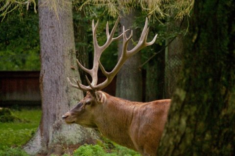 Villidýrin í skóginum lifa þar algjörlega án afskipta mannsins.