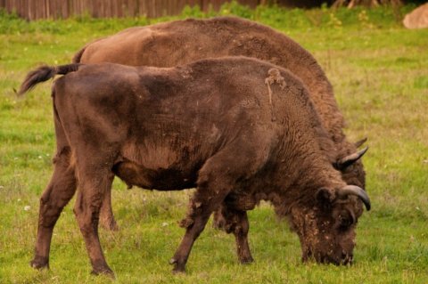 Evrópski vísundurinn, Bison bonasus, er þyngsta landdýr Evrópu sem enn lifir. Tegundinni var útrýmt sem villtu dýri snemma á síðustu öld en síðustu dýrin voru skotin í Białowieża-skóginum. Með því að fjölga dýrum sem lifðu í dýragörðum hefur tegundinni verið sleppt lausri á ný í nokkrum Evrópulöndum og ganga skepnurnar um í skóglendi.