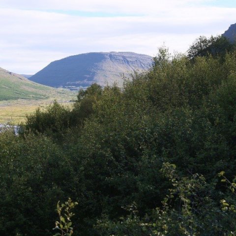 Aðgengi í Arnaldsstaðaskógi