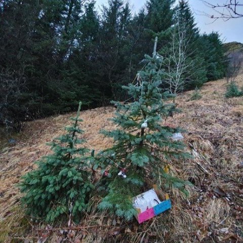 Hvað er undir jólatrénu? Ljósmynd: Jóna Björk Jónsdóttir