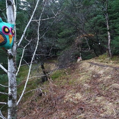 Ugla sat á kvisti. Ljósmynd: Jóna Björk Jónsdóttir