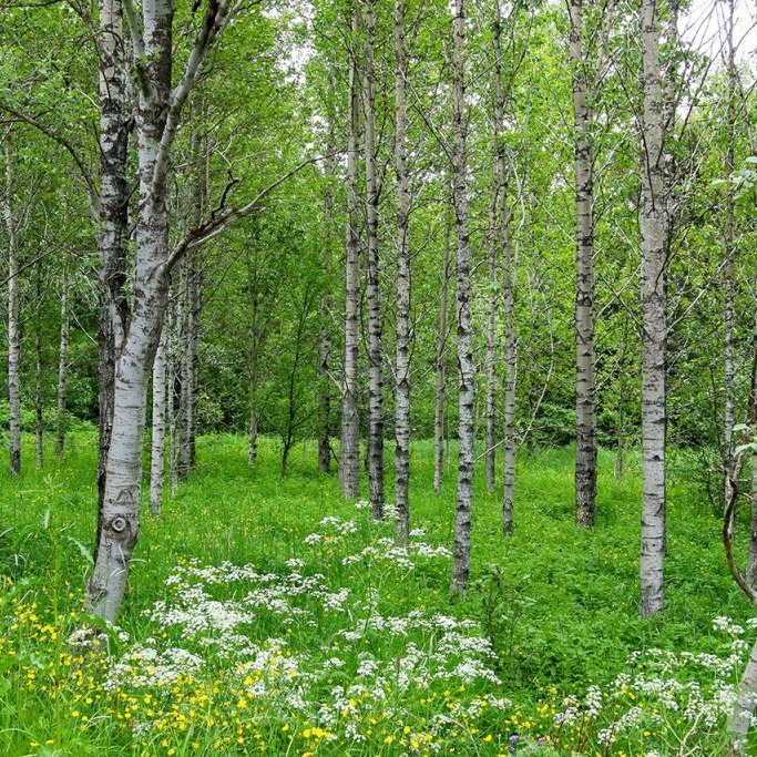 Asparskógar eru bjartir og gjarnan með ríkulegum og fjölbreyttum undirgróðri. Ljósmynd: Pétur Halldórsson 