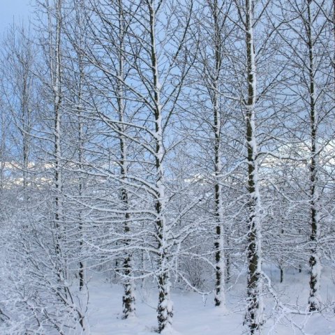 ao-klaedd-snjo-hofda-161113