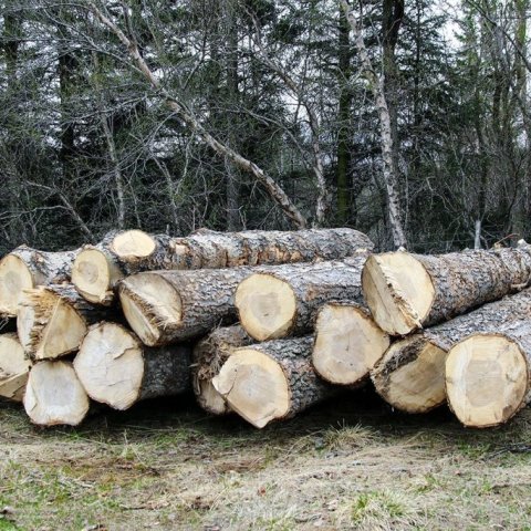 Komið hefur í ljós að viður alaskaaspar er afar góður smíðaviður og hefur komið vel út í styrkleikaprófunum. Ljósmynd: Pétur Halldórsson