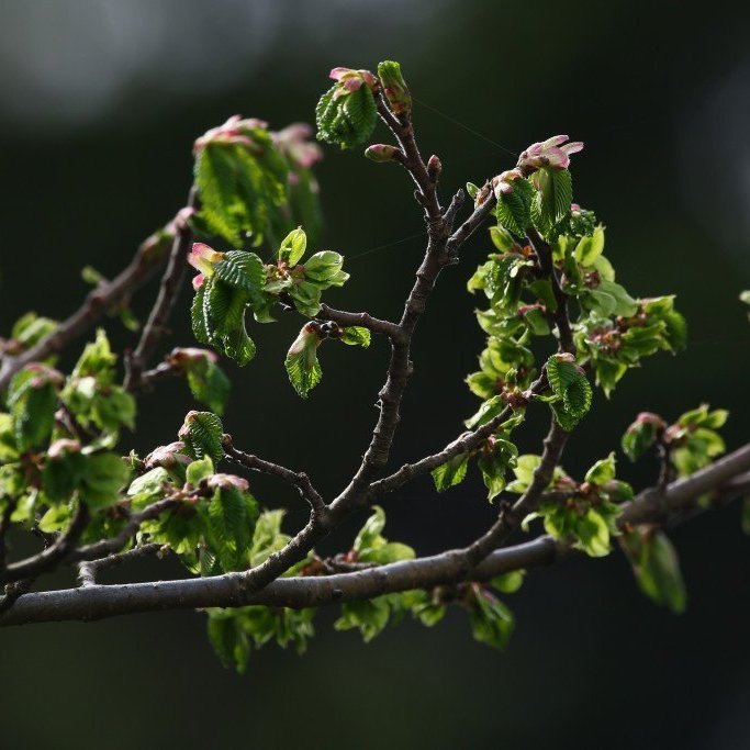 Álmur að laufgast.