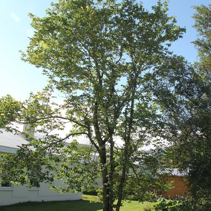 álmur í húsagarði. Ljósmynd: Pétur Halldórsson