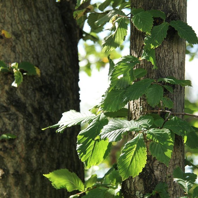 Lauf á álmi. LjósmyndLauf á álmi. Ljósmynd: Pétur Halldórsson: Pétur Halldórsson