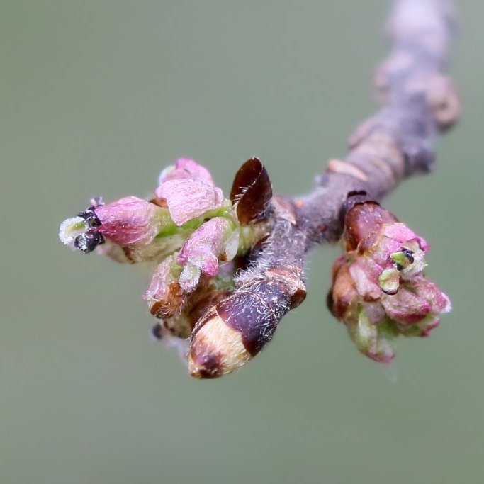 Sproti á álmi að byrja að laufgast á vori. Ljósmynd: Pétur Halldórsson