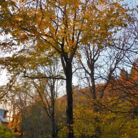 Hæsti álmur landsins vex í Múlakoti í Fljótshlíð. 