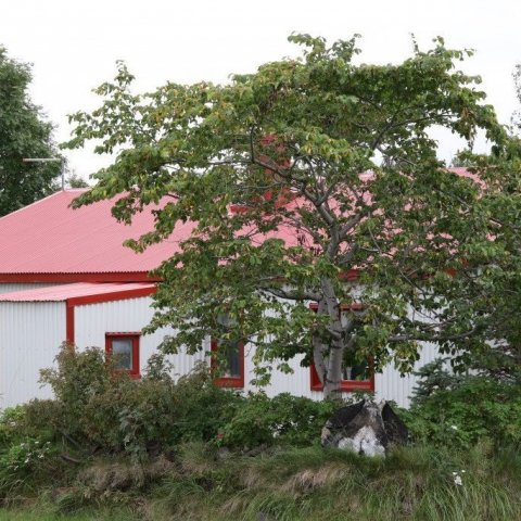 Þessi álmur vex norðan við hús út undir Krossanesi á Akureyri