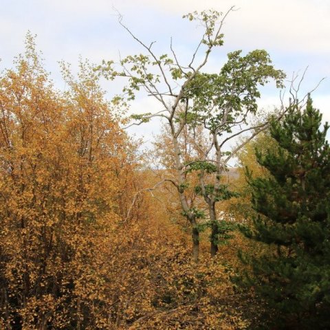 Þessi álmur var fluttur fyrir allnokkrum árum úr garði í miðbæ Akureyrar á skógarsvæði við Glerá.