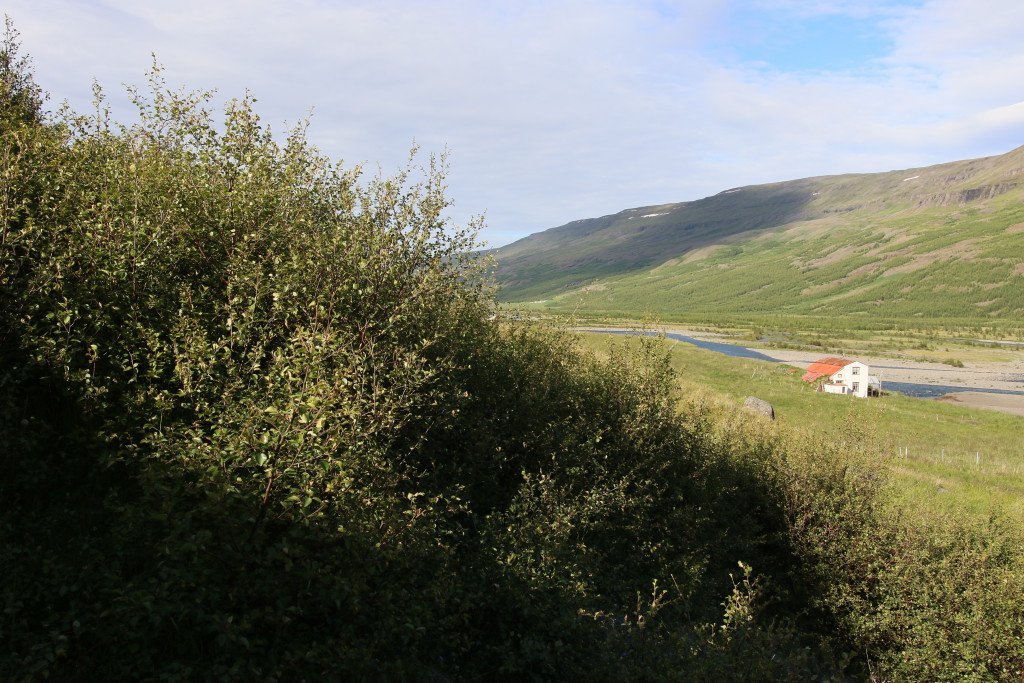 Horft úr skóginum til Arnaldsstaða og niður Suðurdal. Ljósmynd: Pétur Halldórsson