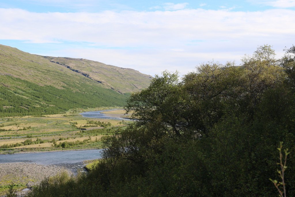 Horft inn Suðurdal úr Arnaldsstaðaskógi. Á að giska 4-6 metra há tré í birkiskóginum. Handan árinnar sést ræktaður nytjaskógur bænda. Ljósmynd: Pétur Halldórsson