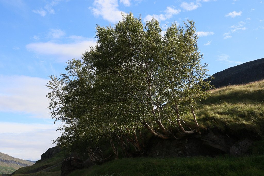 Myndarleg gömul birkitré yst í Suðurdal, nokkru utan við sjálfan Arnaldsstaðaskóg. Ljósmynd: Pétur Halldórsson