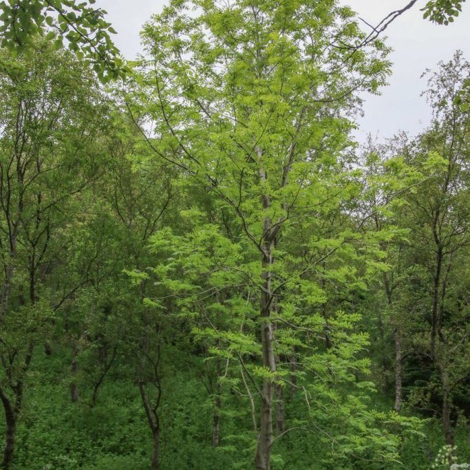 Askur á Mógilsá gróðursettur 1966. Ljósmynd: Pétur Halldórsson