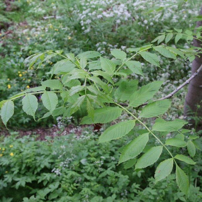 Blöð á aski minna á reynivið enda er reyniviður m.a. kallaður Mountain ash á ensku