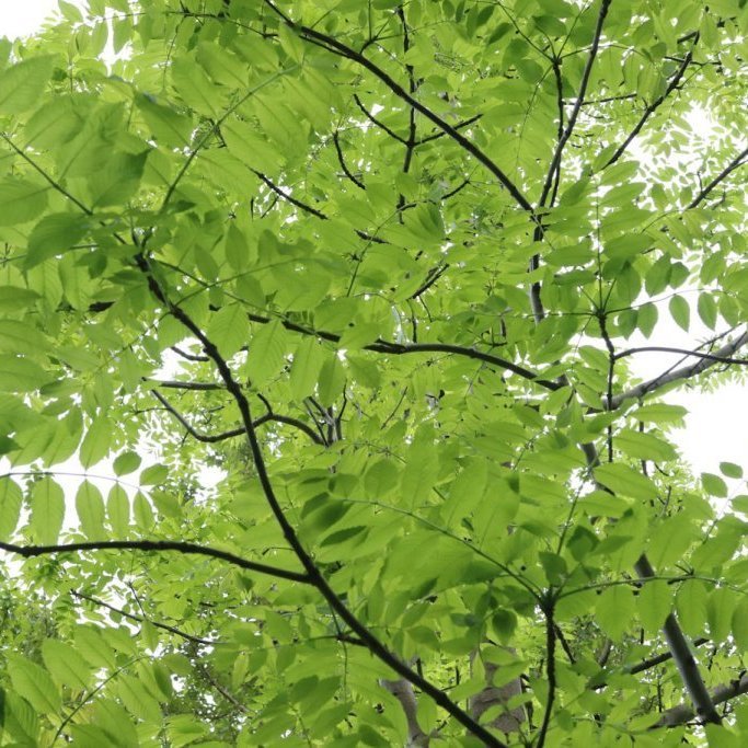 Laufskrúð á askinum á Mógilsá. Ljósmynd: Pétur Halldórsson