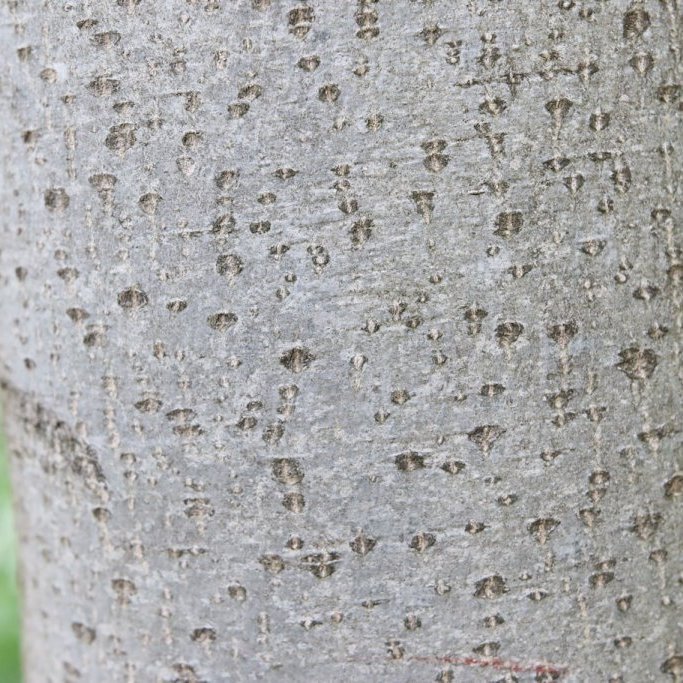 Börkur á ungum aski. Ljósmynd: Pétur Halldórsson