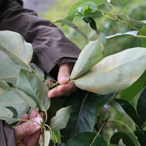 Ryðsveppur á ösp í Naustaborgum. Ljósmynd: Pétur Halldórsson